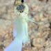 jawfish_yellowhead_dd_fc_v_0398_tci1600.jpg